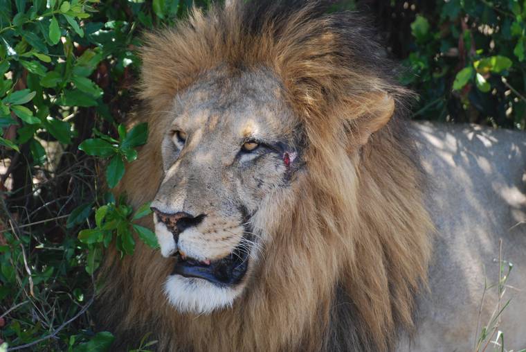 Close-up of a male lion with a full mane in the Masai Mara, Kenya