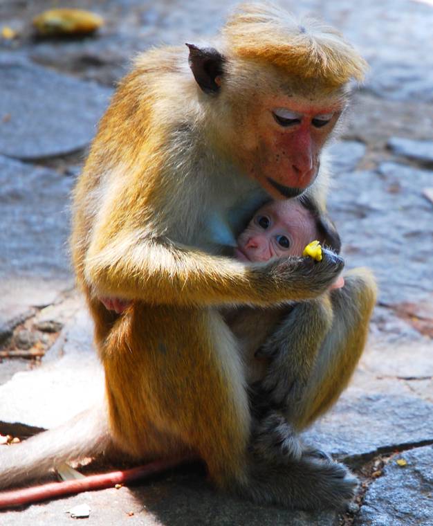 A macaque monkey cradling its baby in Sigiriya, Sri Lanka