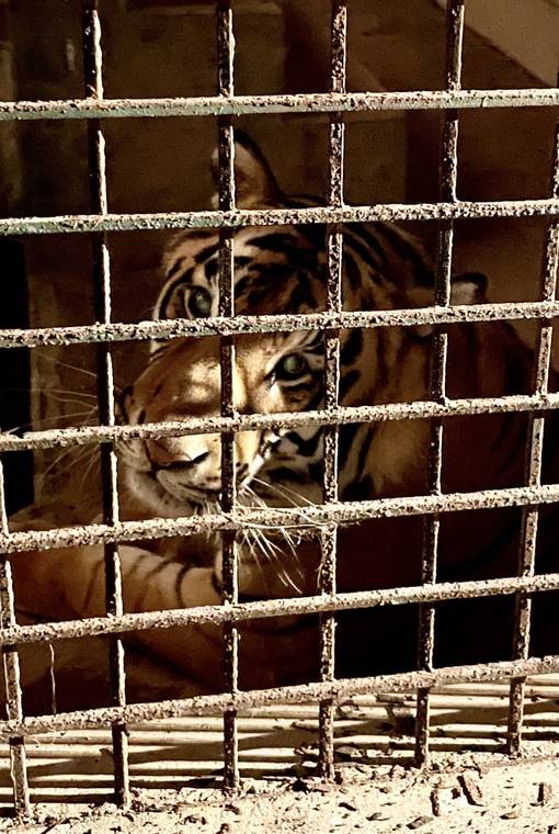A tiger behind the bars of an enclosure in Karachi, Pakistan