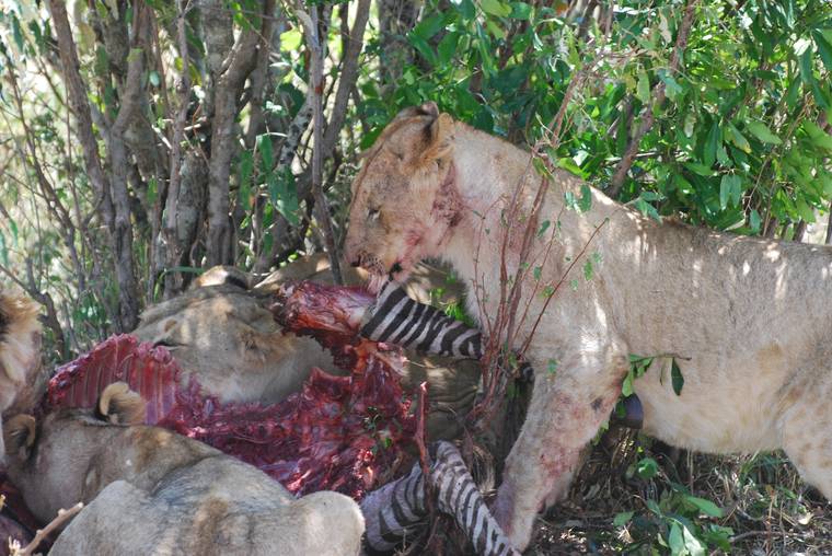 Lions feeding on a kill in the bush, Masai Mara, Kenya
