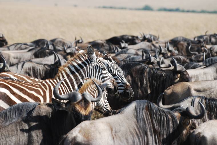Zebras and wildebeest gathered during the great migration, Serengeti, Tanzania