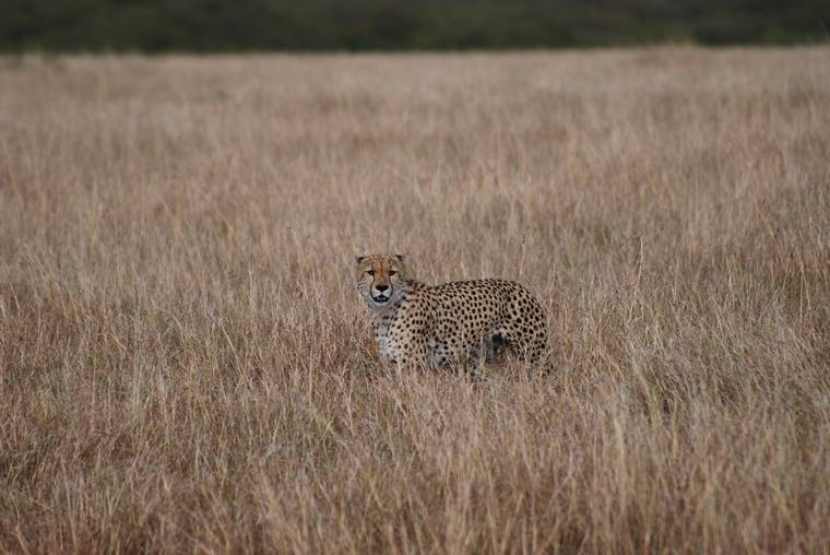 A cheetah standing in tall golden grass in the Masai Mara, Kenya