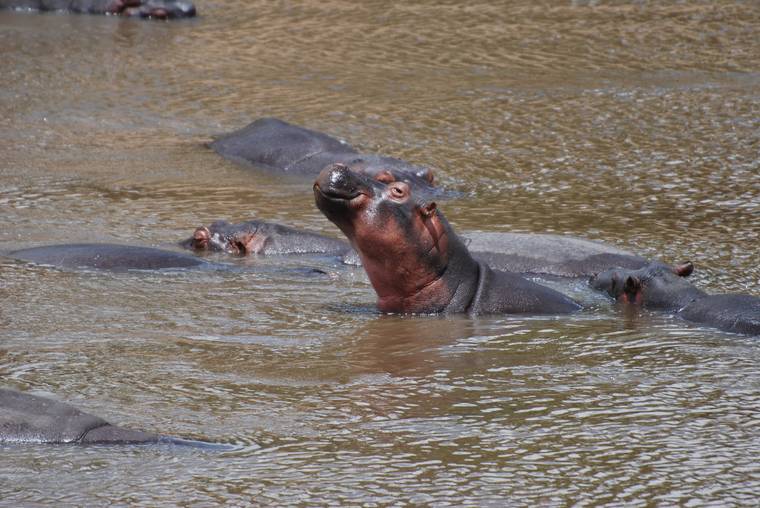 A hippo with its mouth open in a watering hole, Serengeti, Tanzania