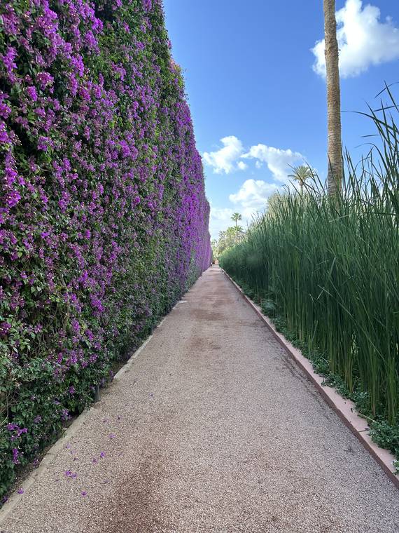 A garden path beside a hedge and purple bougainvillea in Marrakech, Morocco