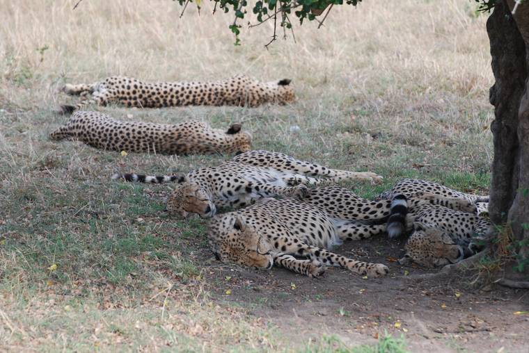 Three cheetahs resting in the shade in the Masai Mara, Kenya